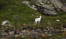 Alpen Tag 3 065