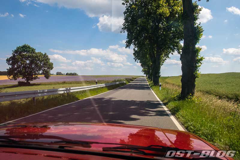 ein-bett-im-kornfeld